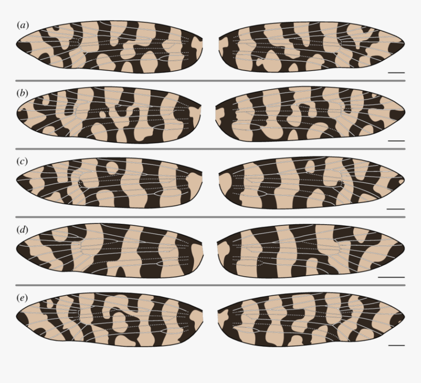 Slip-on Shoe, HD Png Download, Free Download