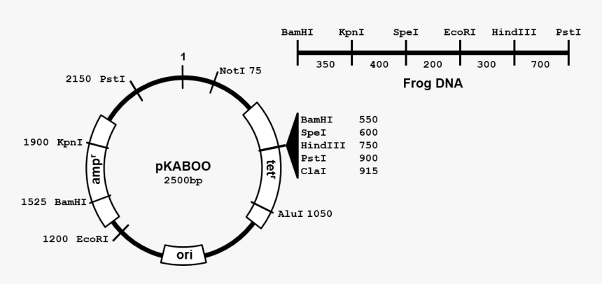 Diagram, HD Png Download, Free Download