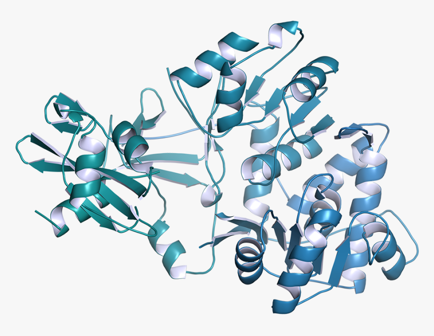 E Zyvec Tailor Made Dna Expression Vectors Rpotein - Luciferase Enzyme, HD Png Download, Free Download