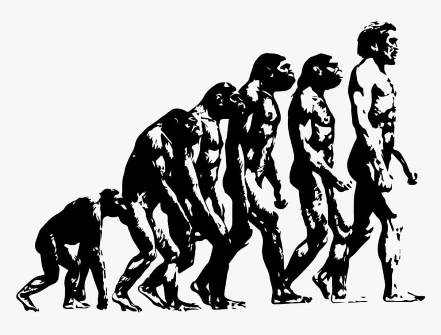 Evolution Ape To Man - Theory Of Evolution Illustrated, HD Png Download, Free Download