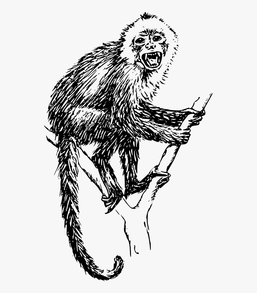 Monkey Evolution Animal - Howler Monkey Black And White, HD Png Download, Free Download