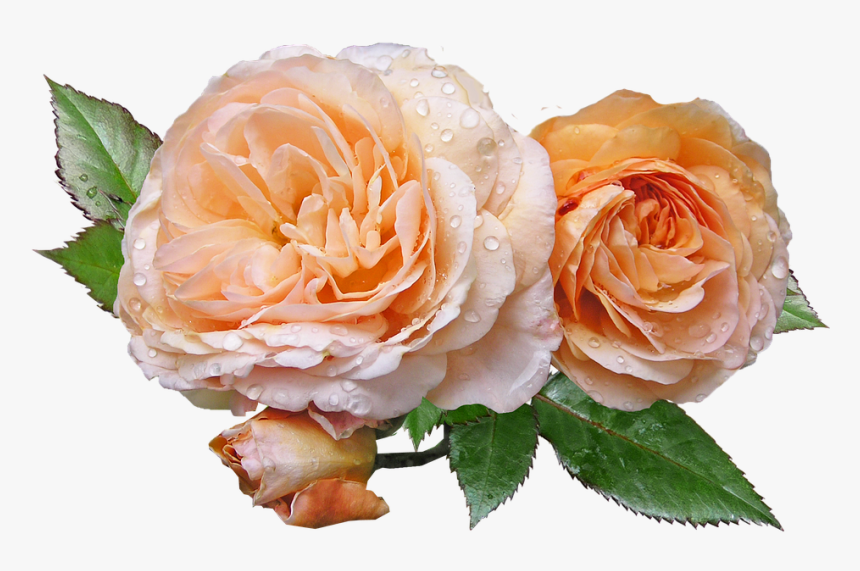 Roses, Apricot, Leaves, Flower - Rose Flowers And Leaves Png, Transparent Png, Free Download