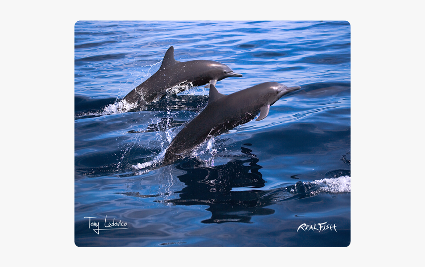 Bottlenose Dolphin, HD Png Download, Free Download