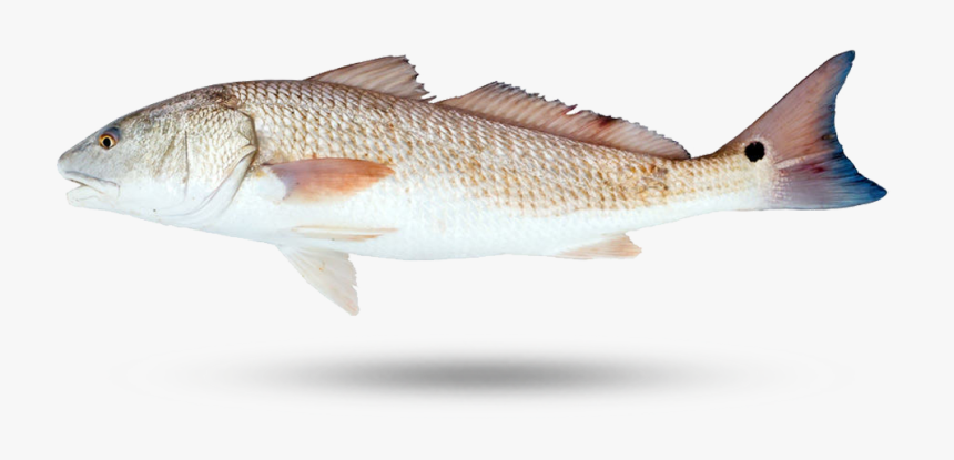 Redfish - Red Drum Fish Red, HD Png Download, Free Download