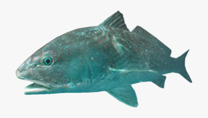 Ray-finned Fish, HD Png Download, Free Download