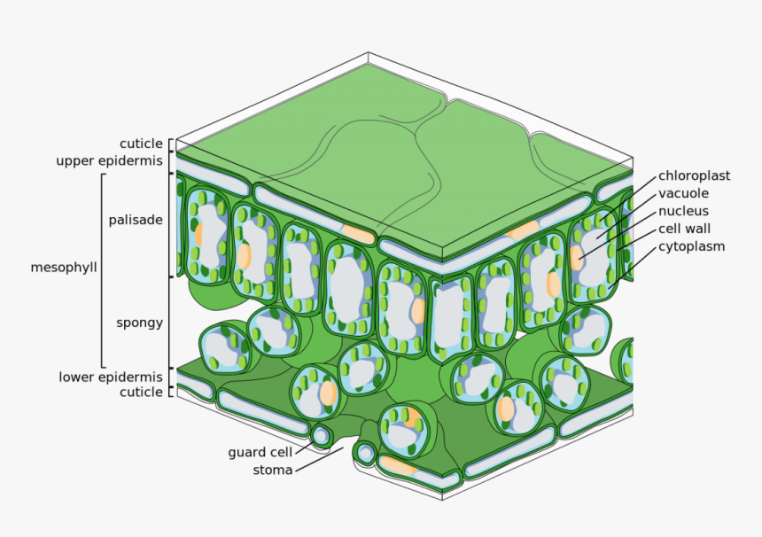 Structure Of A Leaf Gcse, HD Png Download, Free Download