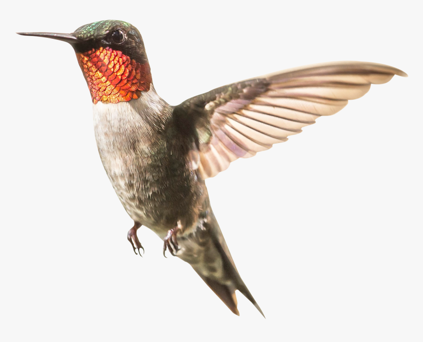 Hummingbird - Humming Bird Png Transparent, Png Download, Free Download