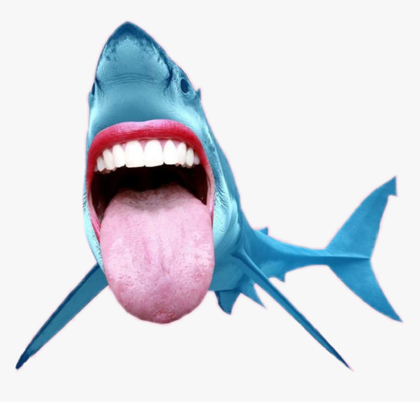 Transparent Shark Mouth Png Shark Mouth Open Png Png Download Kindpng