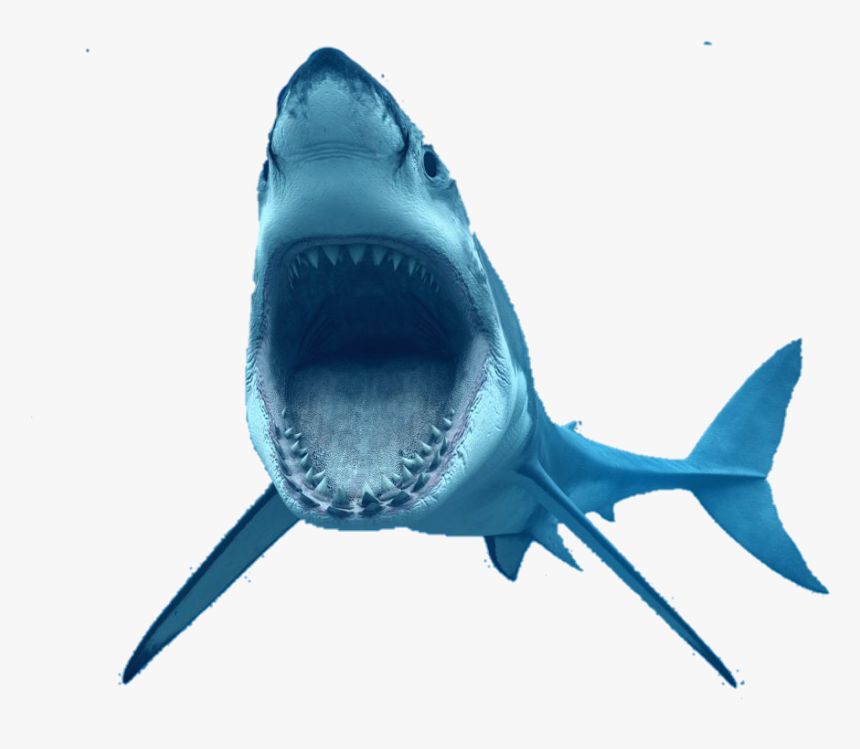 Great White Shark Transparent Background - Transparent Background Shark Png, Png Download, Free Download