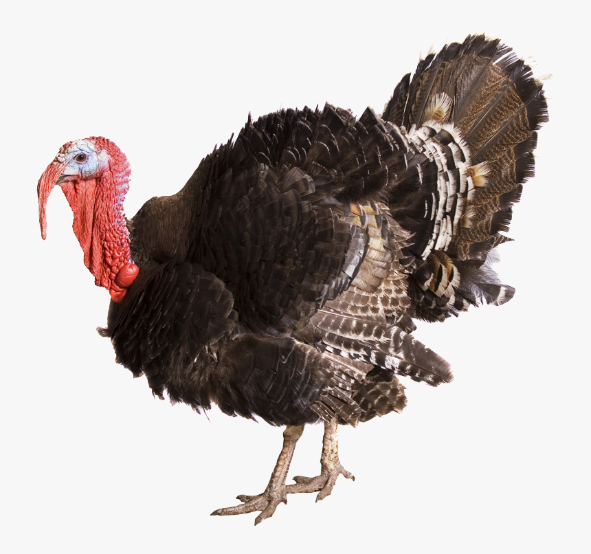 Turkey Transparent Background Image - Turkey Transparent Background, HD Png Download, Free Download