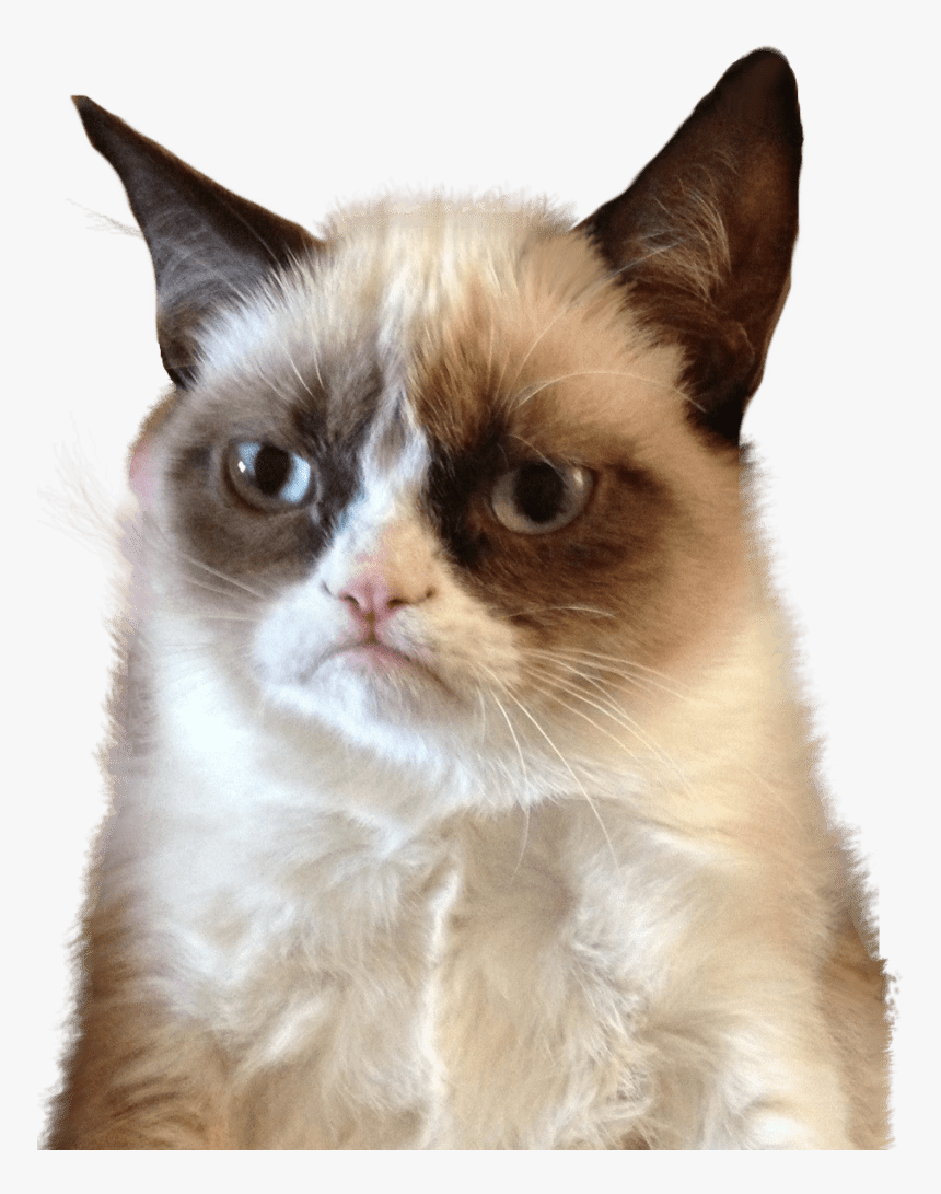 Grumpy Cat Upset - Let Me Think About It Meme, HD Png Download, Free Download