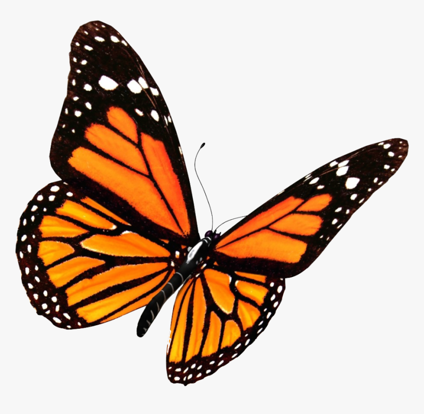 Pin By Fatimah Niyazi On Monarch Butterfly In 2019 - Transparent Background Butterfly Png, Png Download, Free Download