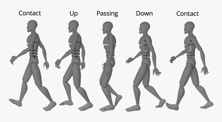 Walk Cycle Chart - Blender Walk Cycle, HD Png Download, Free Download