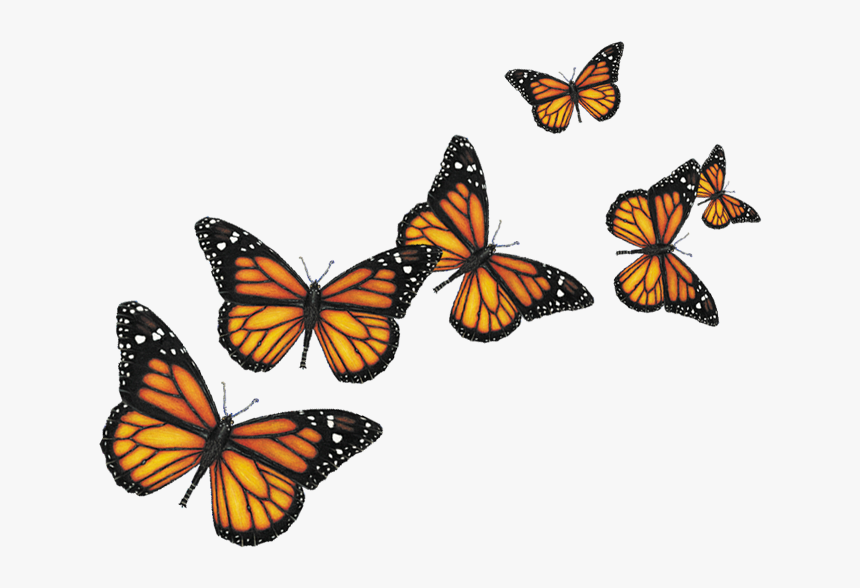 Transparent Background Butterflies Png Png Download Kindpng