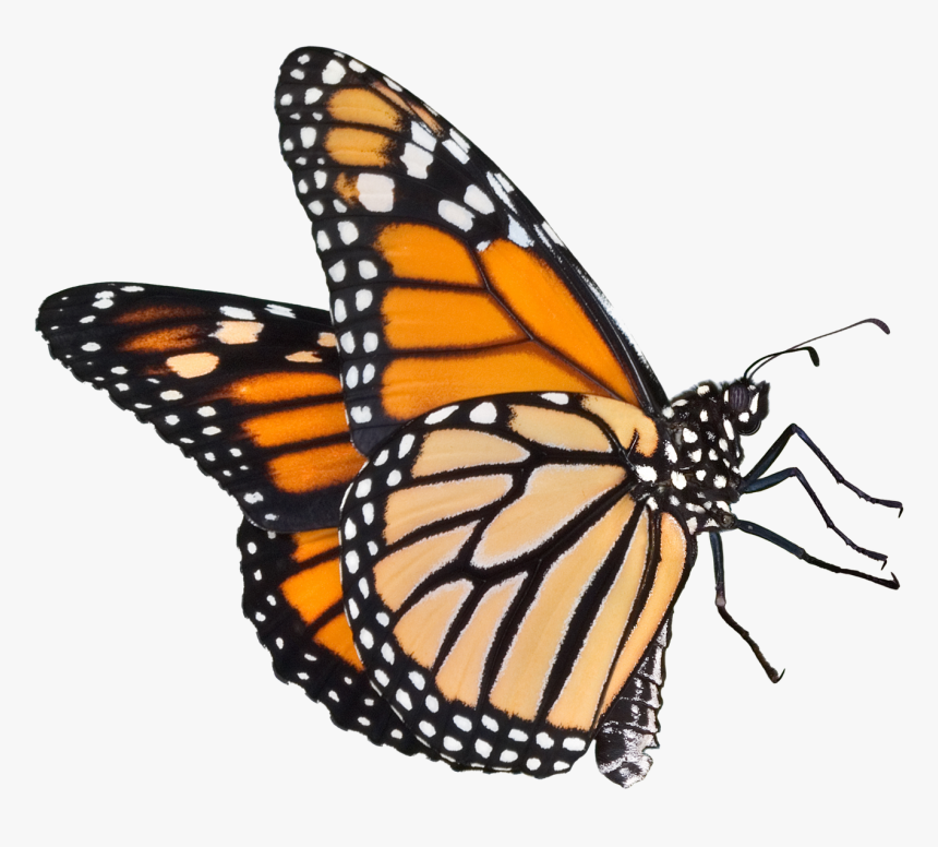 Transparent Butterfly Png Clipart - Monarch Butterfly Png Transparent, Png Download, Free Download