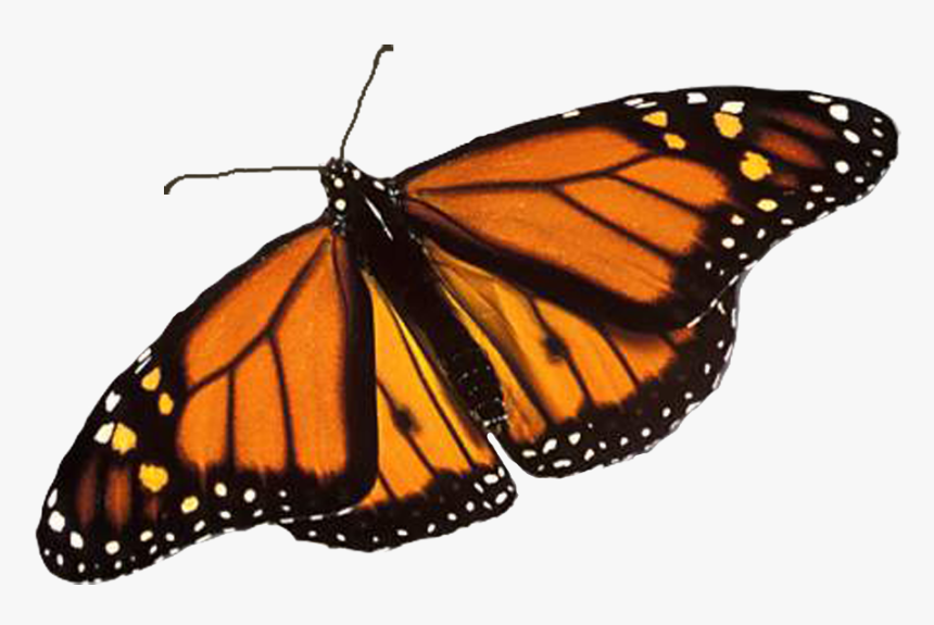 Monarch Butterfly Png Image Background - Monarch Butterfly Transparent Background, Png Download, Free Download