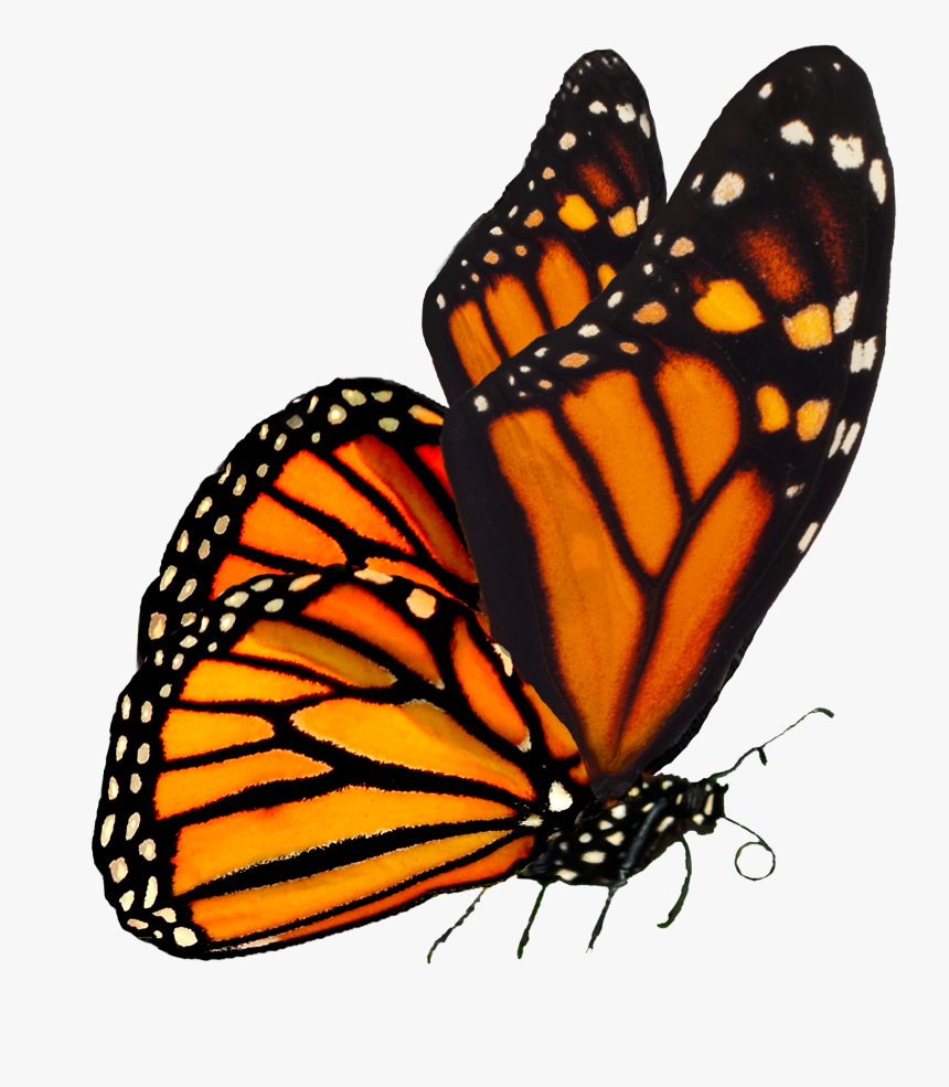 Monarch Butterflies Png, Transparent Png, Free Download