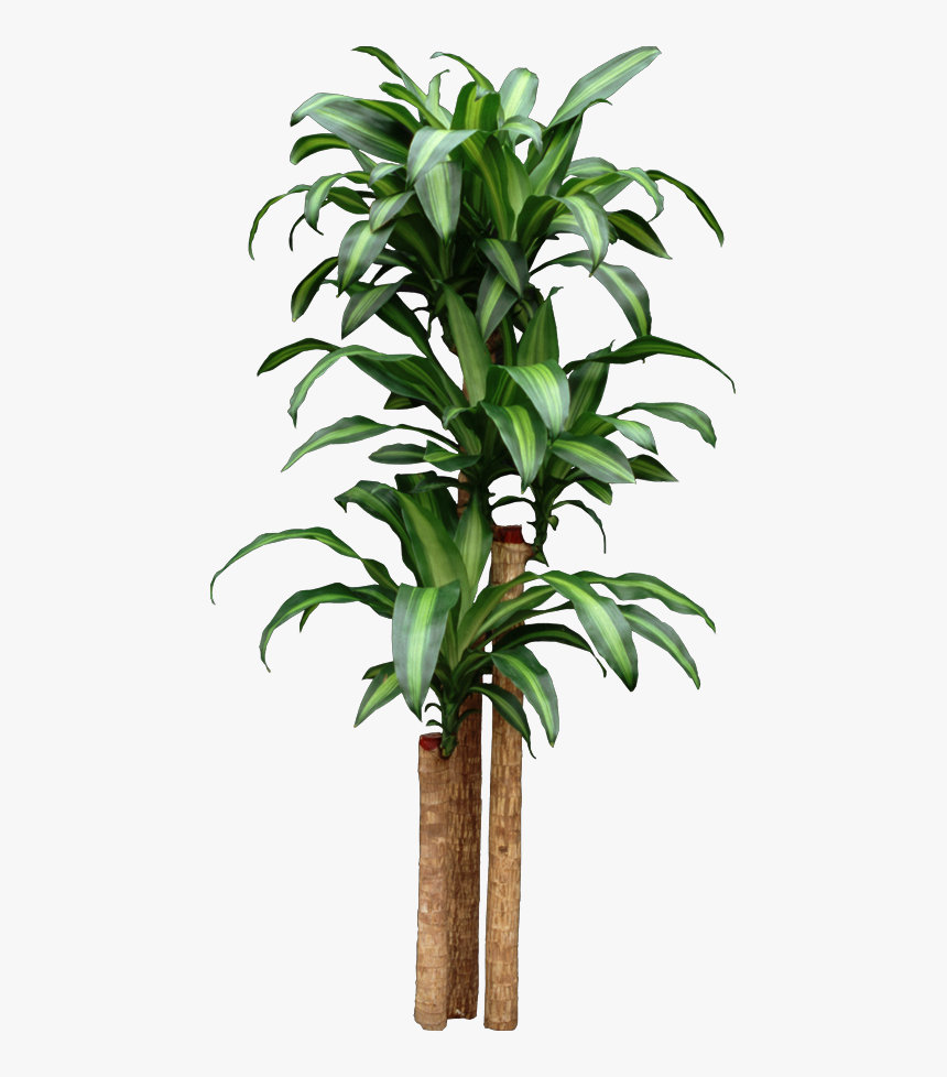 corn plant png