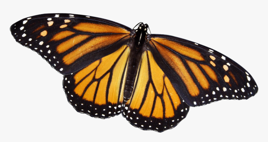 Close Up Of Monarch Butterfly, HD Png Download, Free Download