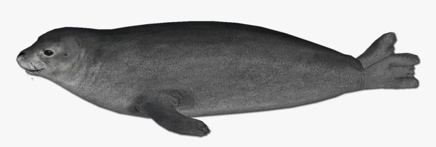 Hawaiian Monk Seal Png, Transparent Png, Free Download