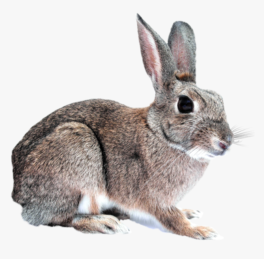 Tiger Png Transparent Image - Rabbit Png, Png Download, Free Download