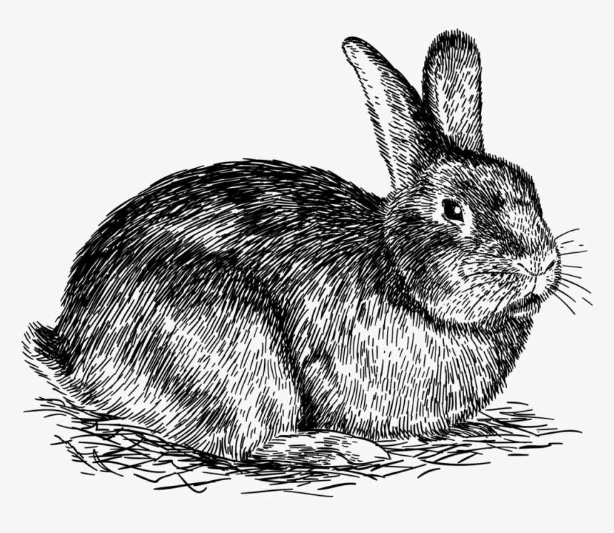 Transparent Rabbit Png Transparent - Rabbit Png, Png Download, Free Download