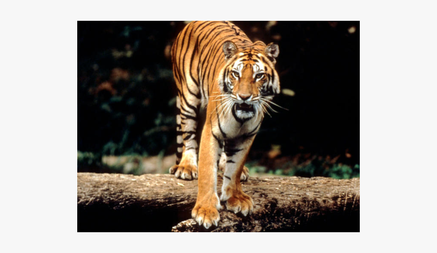 Sumatran Tiger, HD Png Download, Free Download