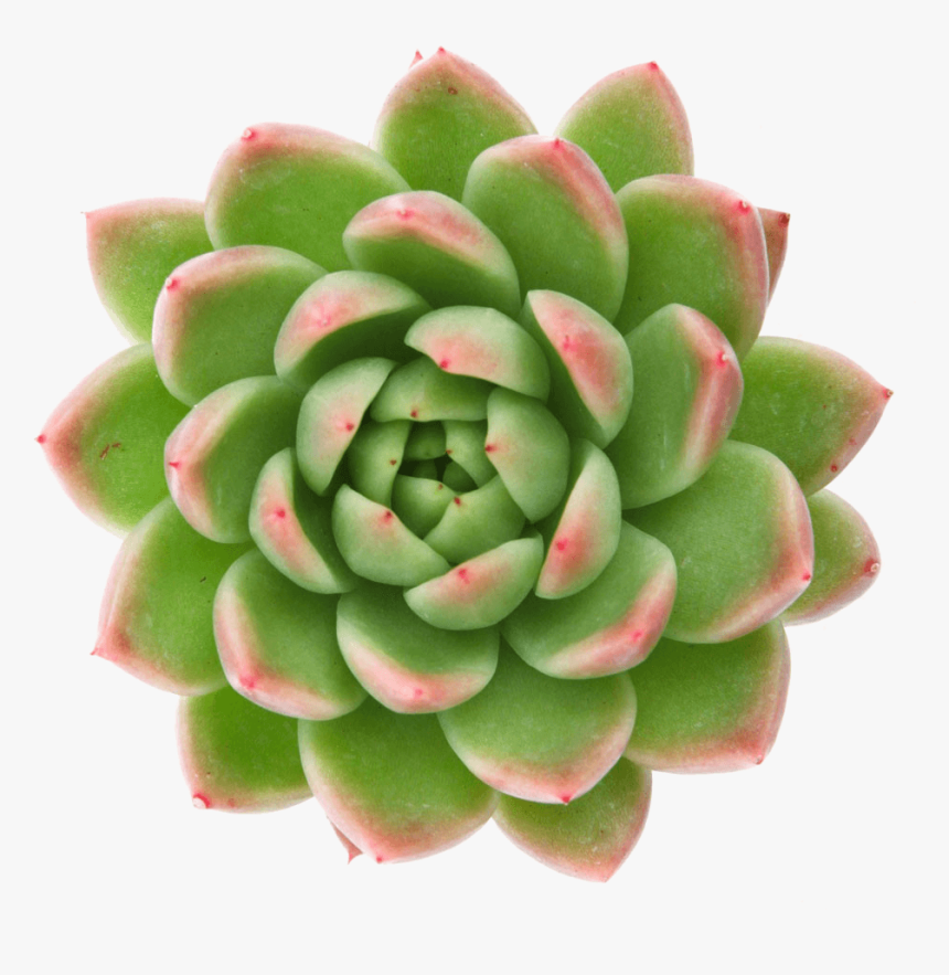 Transparent Pinto Bean Clipart - Echeveria Logo, HD Png Download, Free Download