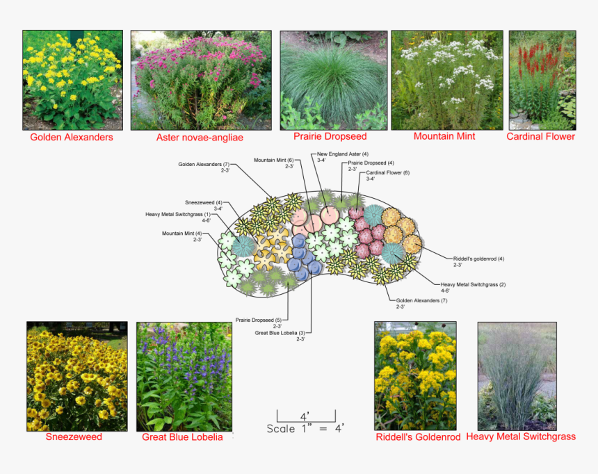 Rain Garden For Full Sun, HD Png Download, Free Download