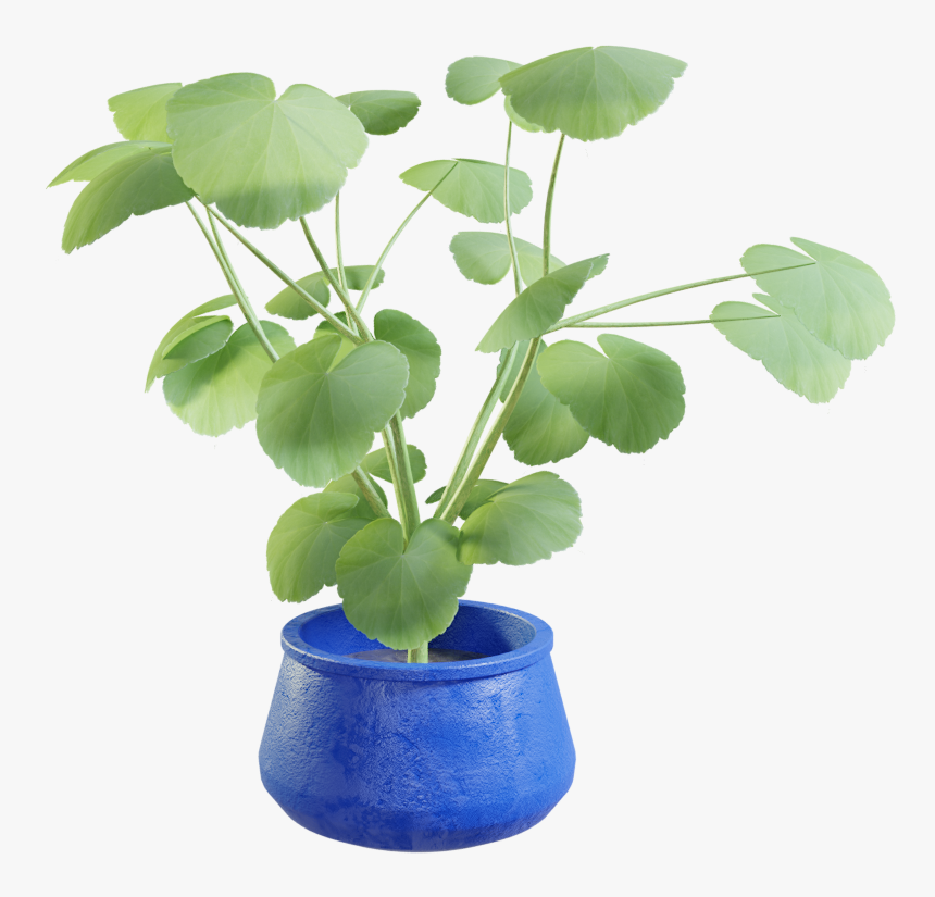 Houseplant, HD Png Download, Free Download