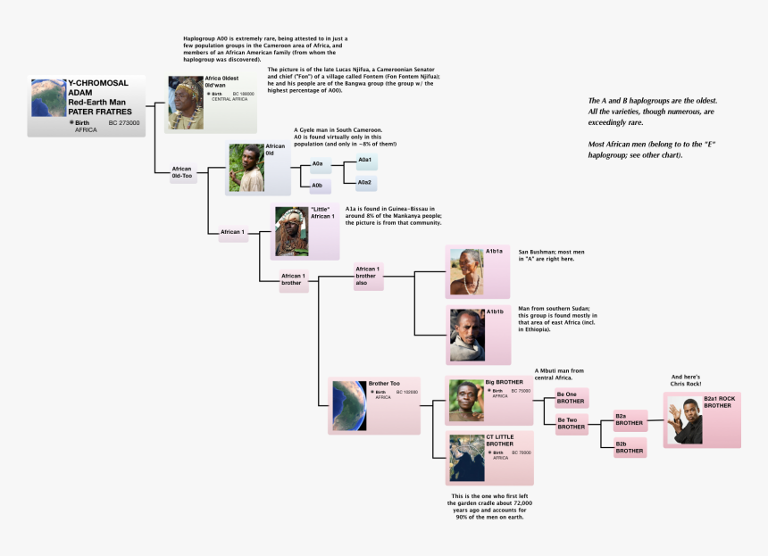 Y Dna African Haplogroup Tree, Y Dna, Y Chromosome, - Oldest Y Chromosome North Carolina, HD Png Download, Free Download