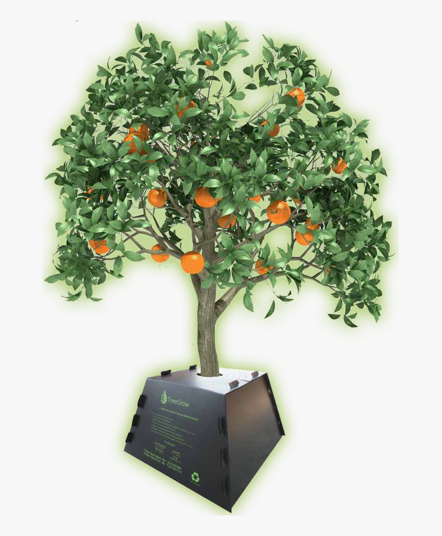 Treegrow-tree - Orange Tree Image Clipart, HD Png Download, Free Download