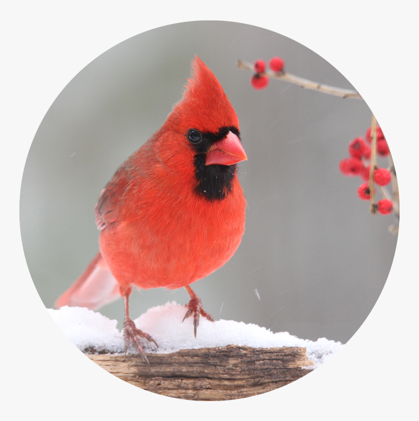 Lp Winterbird - Northern Cardinal, HD Png Download, Free Download