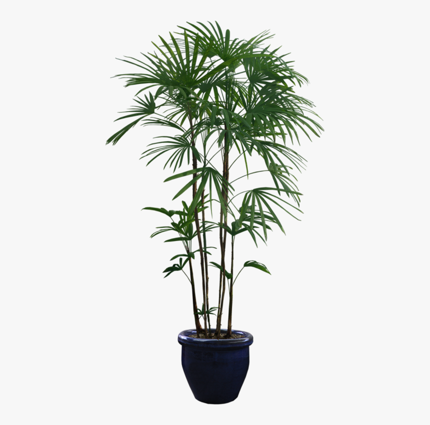 Transparent Background Plant Png, Png Download, Free Download