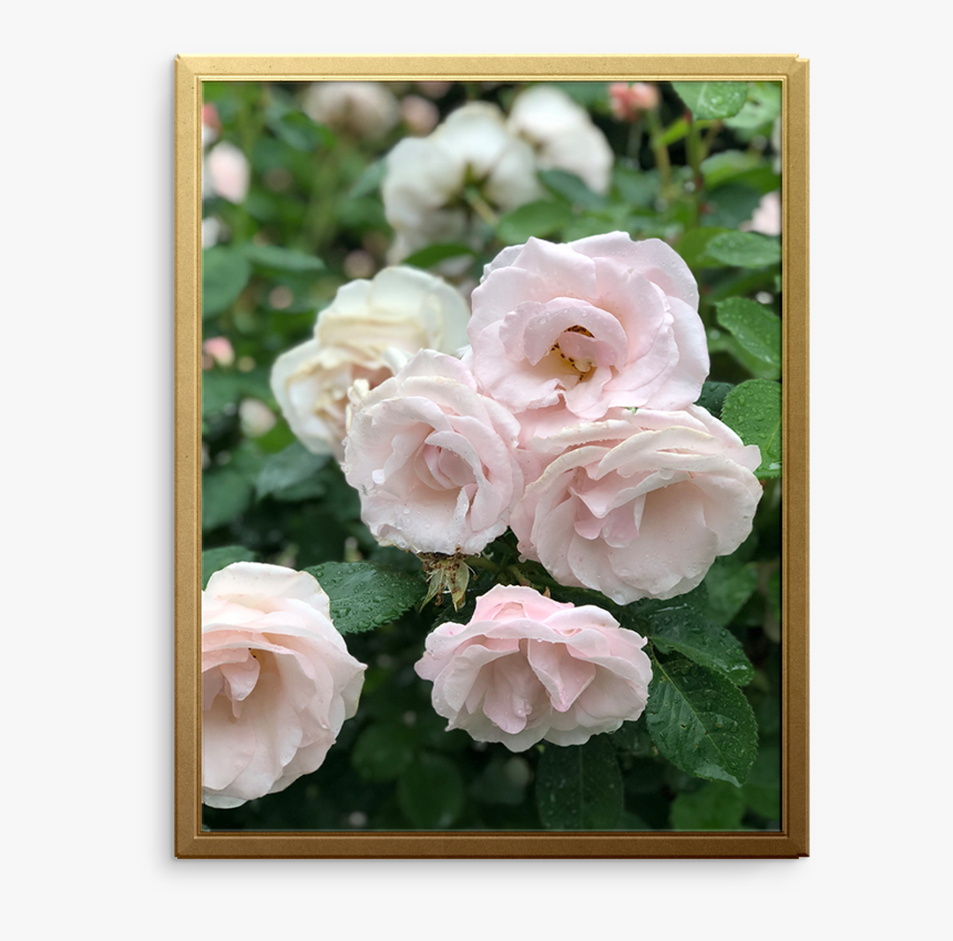 Rose Art Print - Hybrid Tea Rose, HD Png Download, Free Download