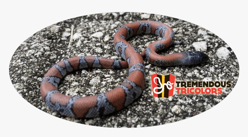 Sonoran Coral Snake, HD Png Download, Free Download