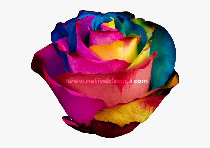 Image - Hybrid Tea Rose, HD Png Download, Free Download