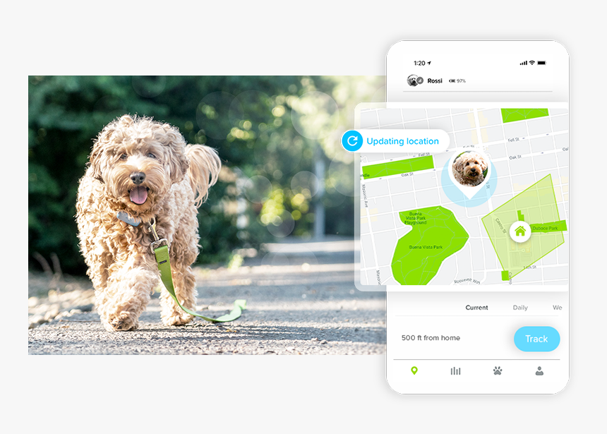 Go Screen Location - Goldendoodle, HD Png Download, Free Download