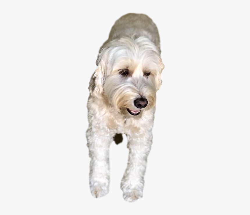 Goldendoodle, HD Png Download, Free Download