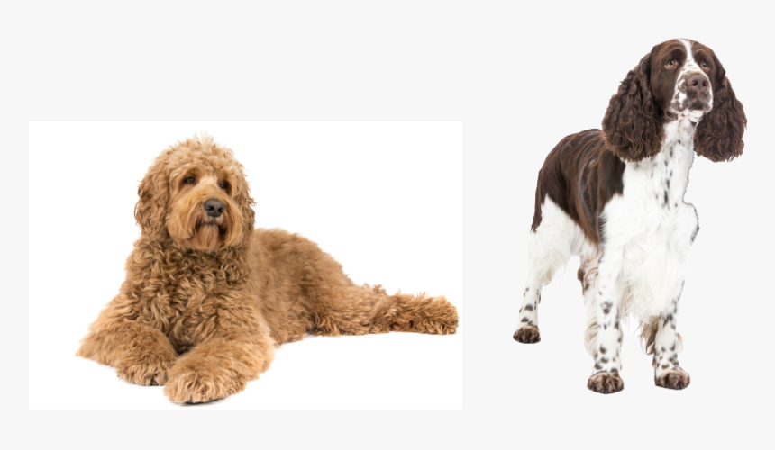 Raw Veterinary Diets - Labradoodle, HD Png Download, Free Download