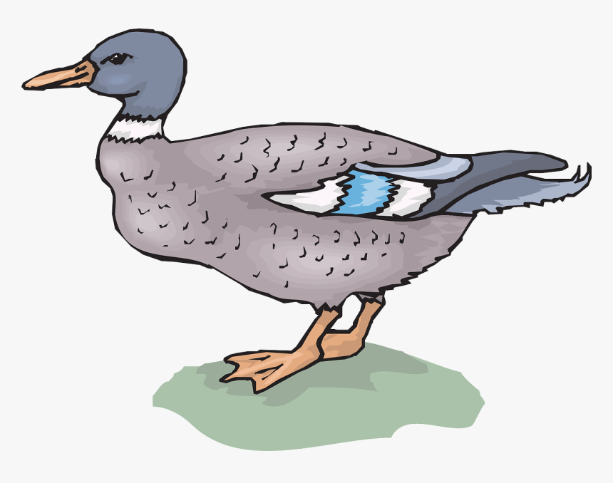 Duck, HD Png Download, Free Download