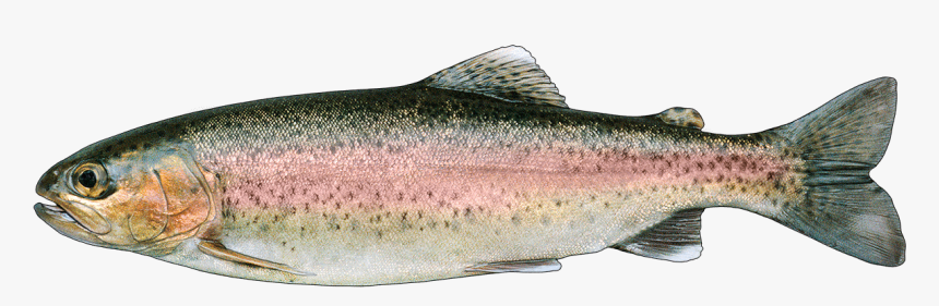 Rainbow Trout Png, Transparent Png, Free Download