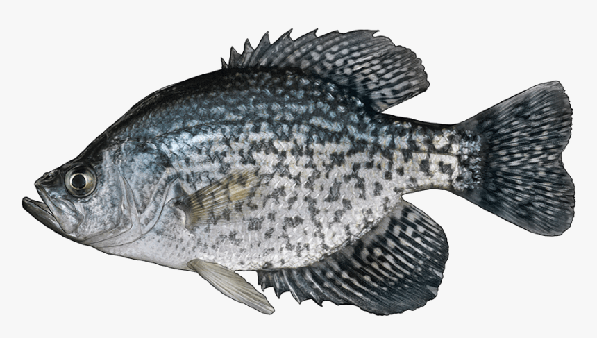 Black Crappie Fish, HD Png Download, Free Download