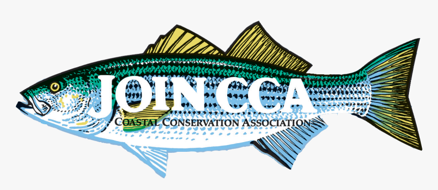 Cca Striped Bass, HD Png Download, Free Download