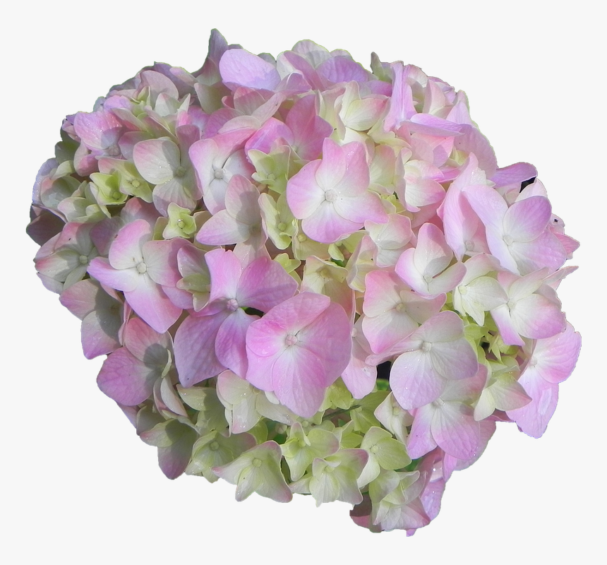 Flower,hydrangea,cut Flower - Hydrangea Serrata, HD Png Download, Free Download