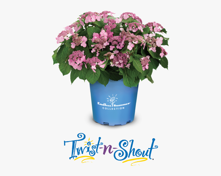 Twist And Shout Hydrangea, HD Png Download, Free Download