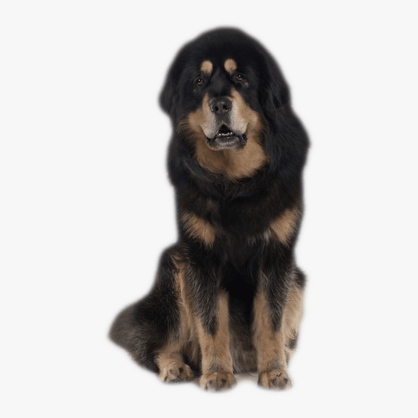 Transparent Mastiff Png - Tibetan Mastiff Breeders Australia, Png Download, Free Download