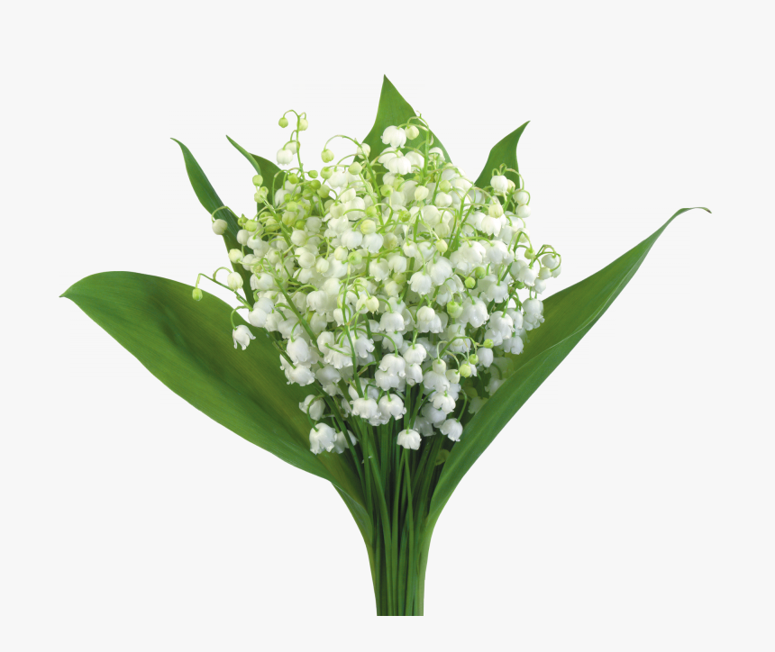 Muguet A Telecharger Hd Png Download Kindpng