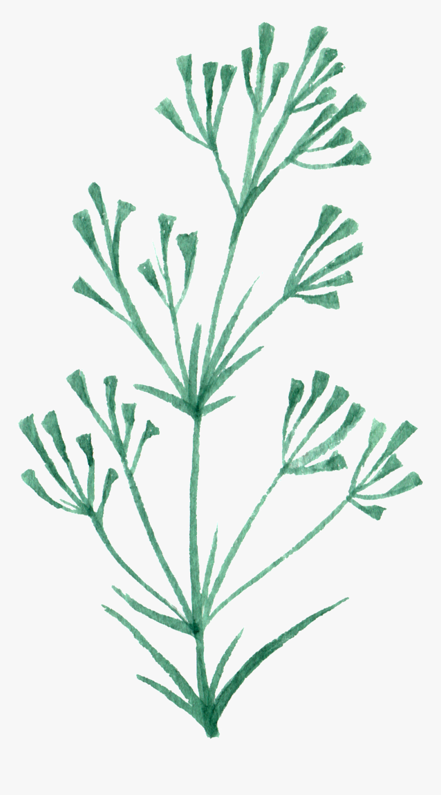 Hand Painted A Green Plant Flower Branch Watercolor, HD Png Download, Free Download