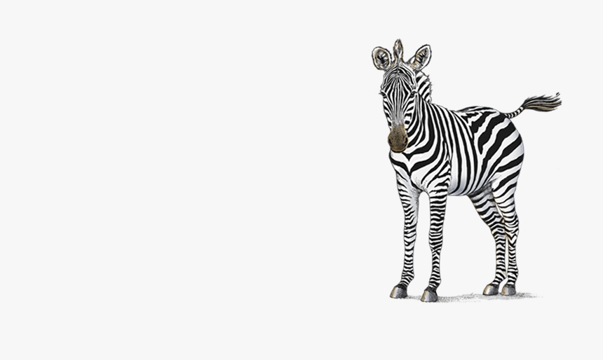Petaluma Orthodontics - Zebras - Zebra, HD Png Download - kindpng